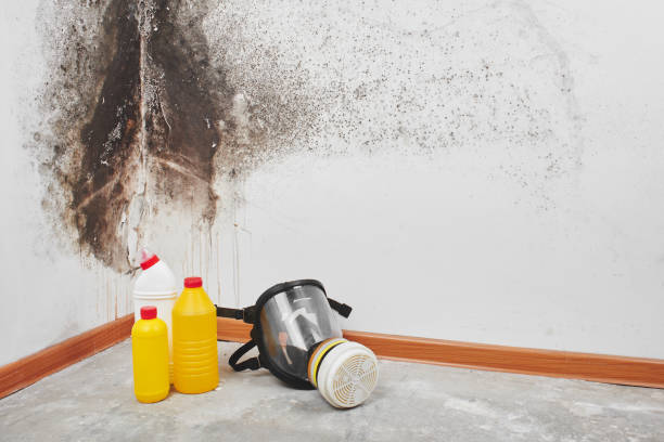 Best Best Mold Removal Companies  in Mount Ivy, NY