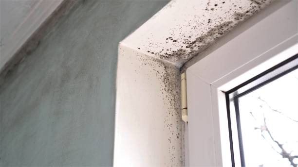 Best Mold Removal Process  in Mount Ivy, NY