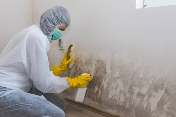 Best Certified Mold Removal  in Mount Ivy, NY