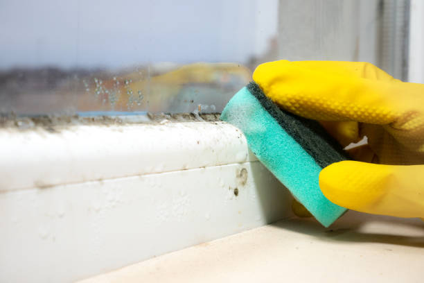 Best Professional Mold Removal  in Mount Ivy, NY