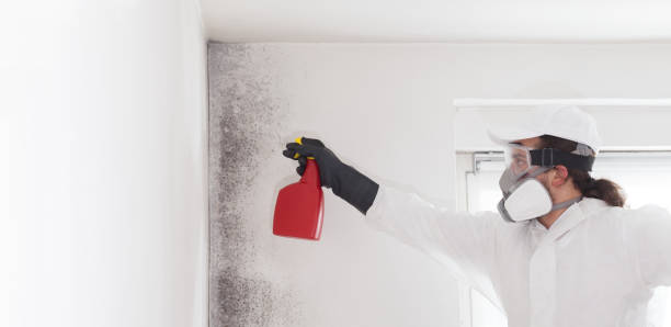 Office Mold Removal Services in Mount Ivy, NY