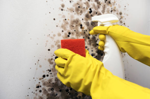 Best Office Mold Removal Services  in Mount Ivy, NY