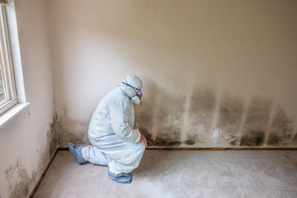 Best Emergency Mold Removal  in Mount Ivy, NY