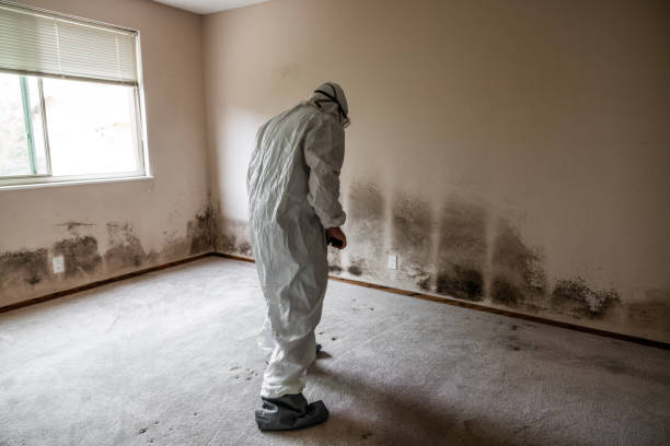 Best Local Mold Removal Service  in Mount Ivy, NY