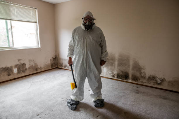 Best Toxic Mold Removal  in Mount Ivy, NY