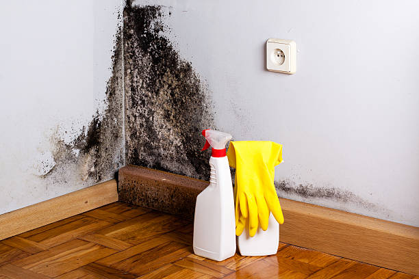 Best Mold Testing  in Mount Ivy, NY