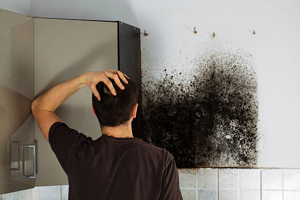 Best Emergency Mold Removal  in Mount Ivy, NY