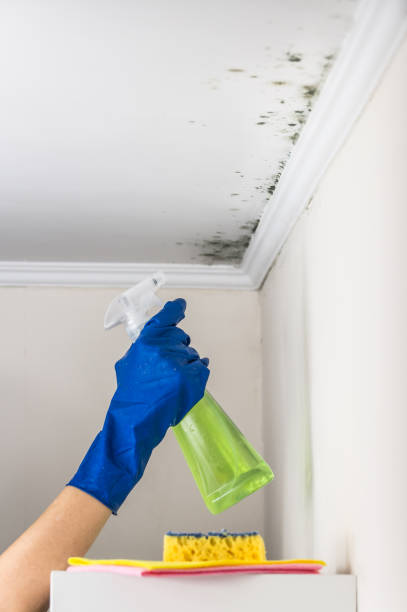 Best Residential Mold Removal  in Mount Ivy, NY